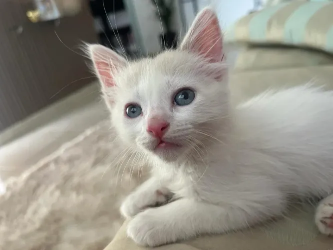 DOAÇÃO DE GATA