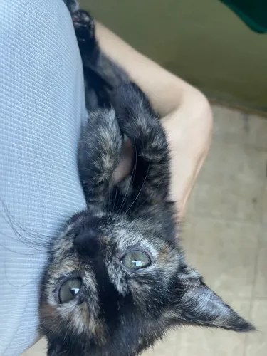 Gato tricolor malhado filhote
