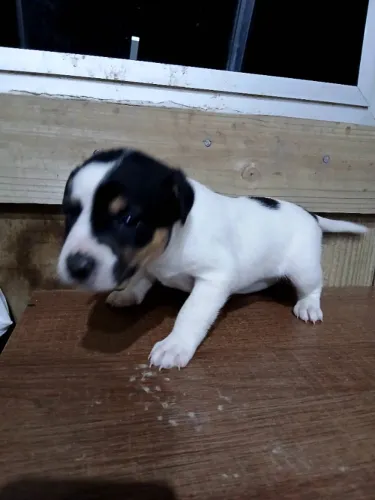 Doação de cachorrinhas filhotes