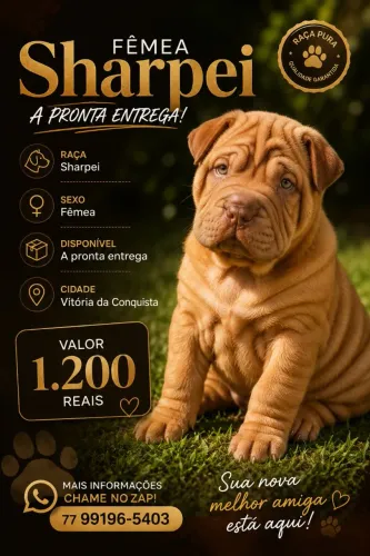 Shar pei fêmea disponível