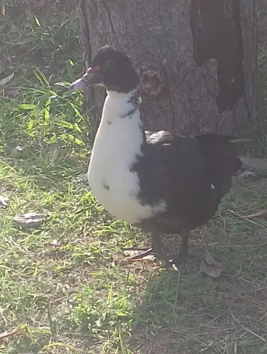 Patos a venda
