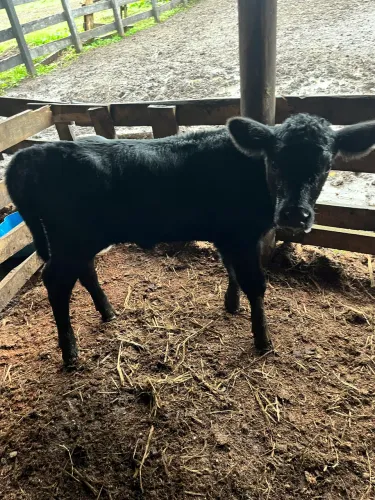 Bezerros e novilhas Angus 