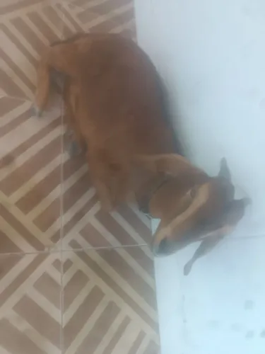 Vende-se cabra 