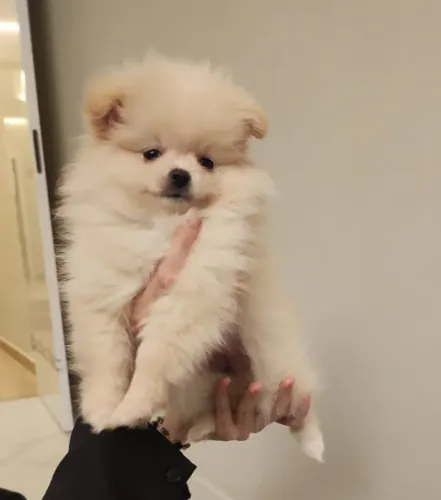 Cachorro Lulu da Pomerania companheiro perfeito com carinho em casa