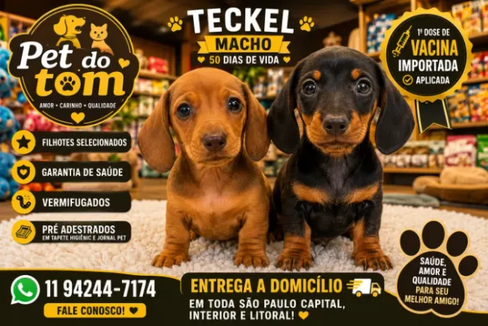 Filhotes de Pelo Curto, pequeno porte, vaciando e vermifugado