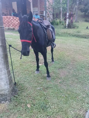 Vende-se cavalo