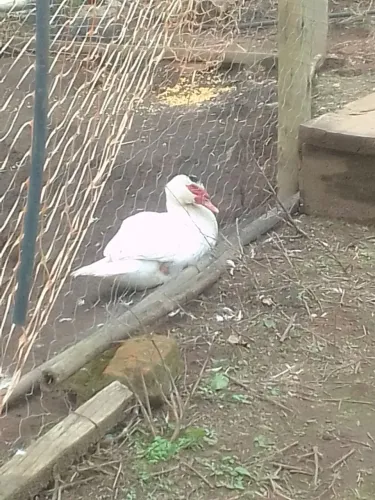 Patos