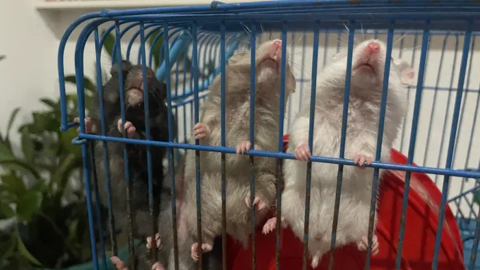 Hamster sírio