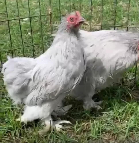 Vendo Casal de Mini Cochin Lavanda