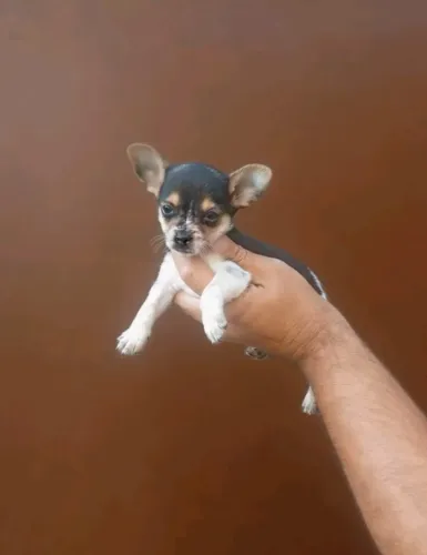 Filhotes de Pinscher - Cheios de Vida e Carinho