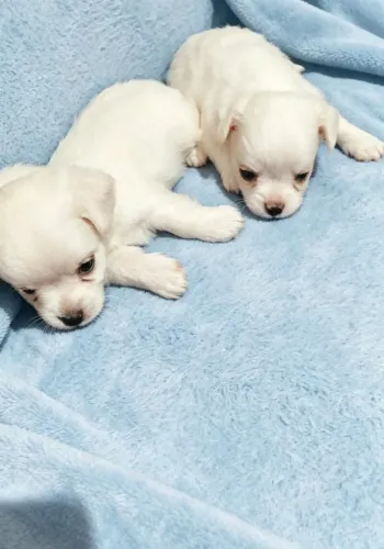 Chihuahua 