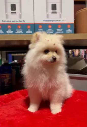 Vendo filhote de Lulu Fêmea 