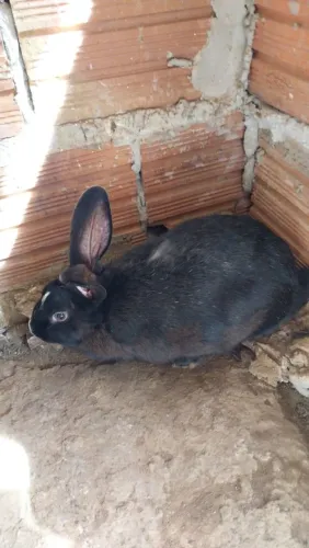 Venda de coelhos 