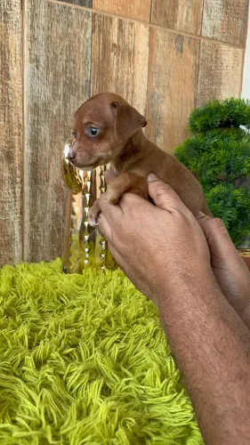 Machinho Pinscher miniatura