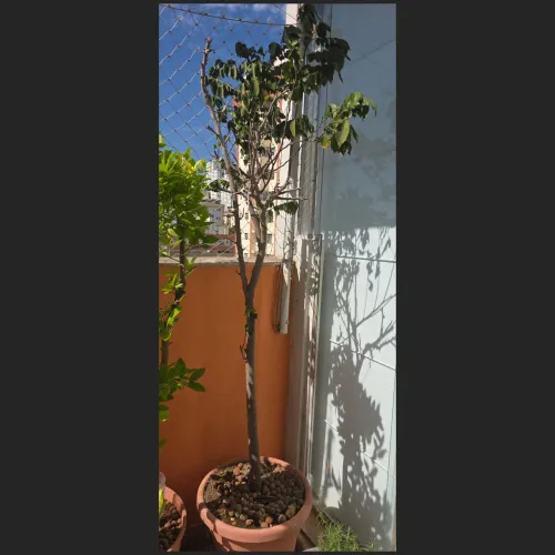 Pé de carambola, 2m, idade reprodutiva