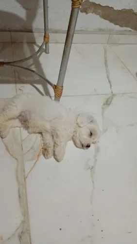 Cachorro poodle com maltês