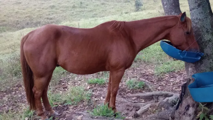 Vendo um cavalo quarto de milha puro sangue só não e registrado 