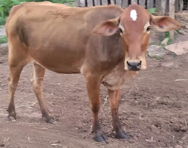 Vaca / novilha