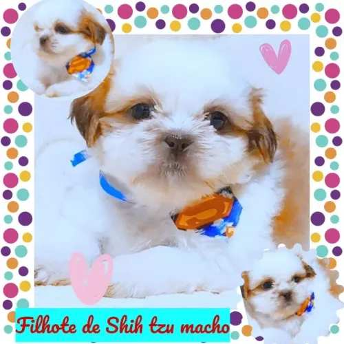 Lindíssimo filhote de Shih tzu macho macho , pelagem maravilhosa!!