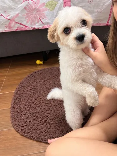 Shitzu filhote