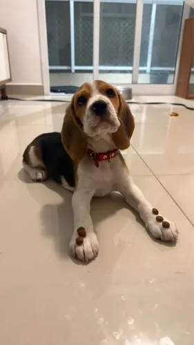 Porte de Apartamento lindos filhotes de beagle