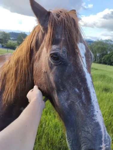 Doa se cavalo macho castrado