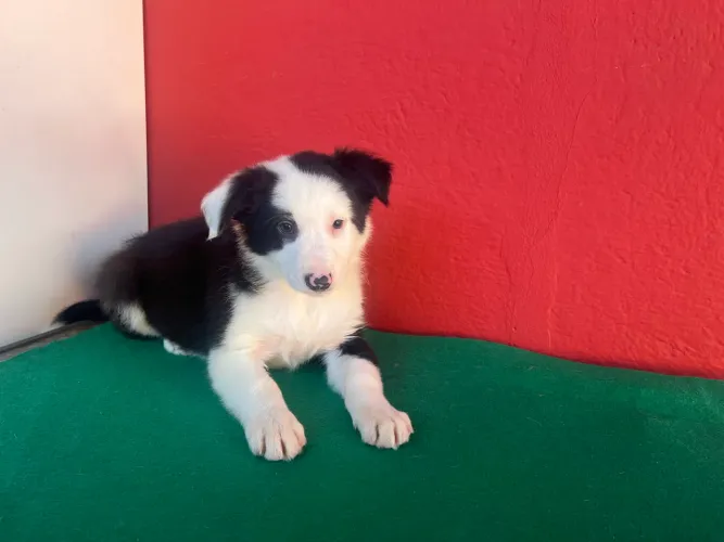 A raça mais inteligente!! Border Collie
