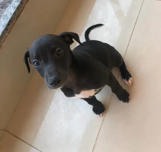 Lindo WHIPPET machinho!!!