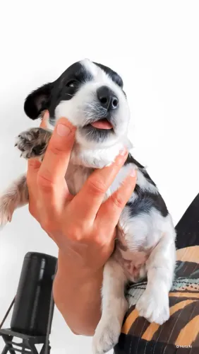 Cachorro poodle com cocke spanel