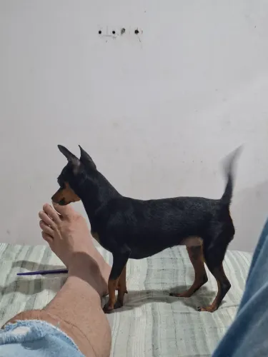 Cachorra fêmea pinscher pra cruzar