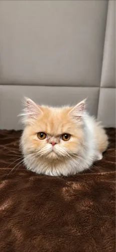 Gato persa