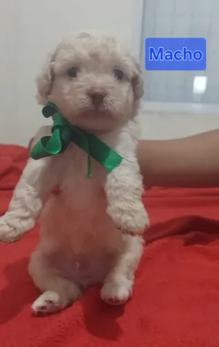 Vende-se poodle número 0