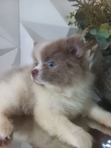 Spitz Alemão macho exótico