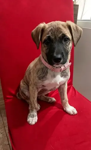 Cachorro doação 
