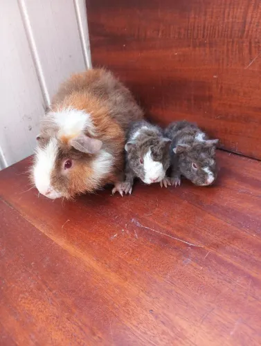 Vende-se porquinho da índia