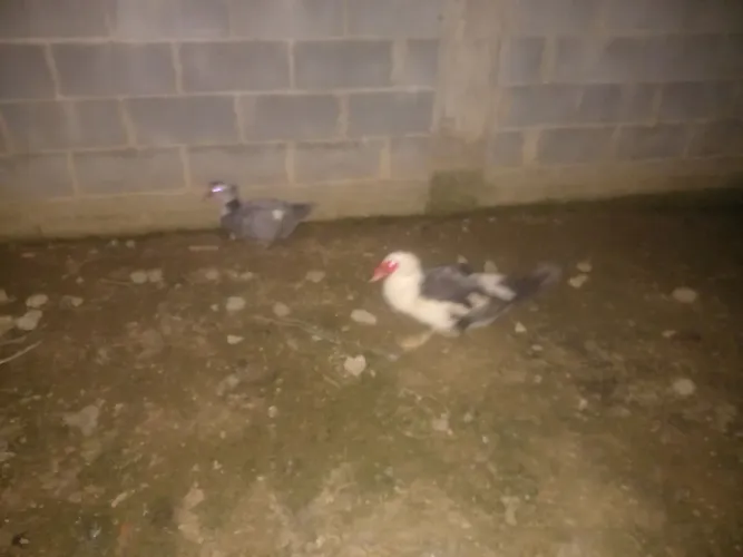 Pato