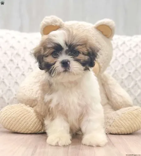 ?Apaixone-se por filhotes de Lhasa Apso?