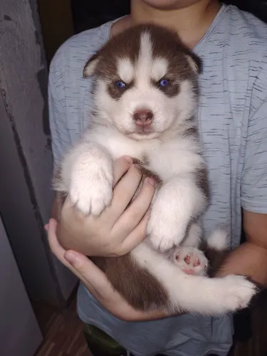 Cachorros