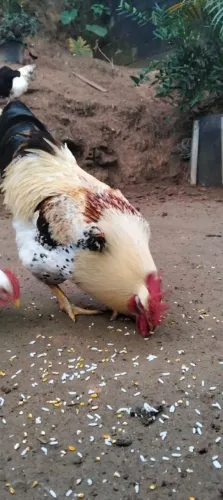 Vendo , galo