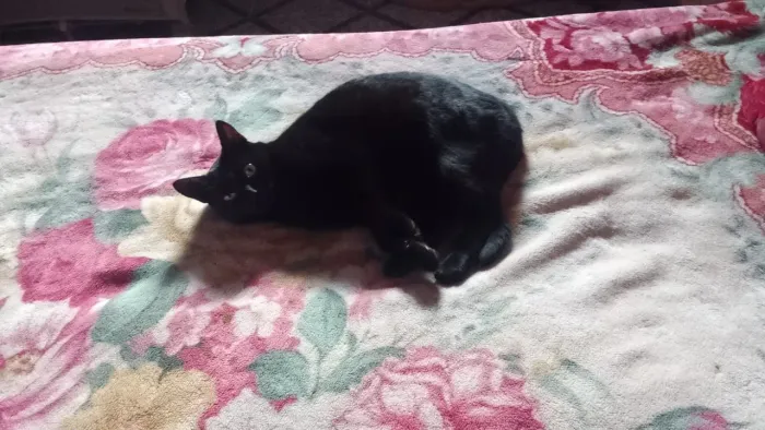 Zona Leste Doação de Gatinha Fêmea Castrada Vacinada cor preta