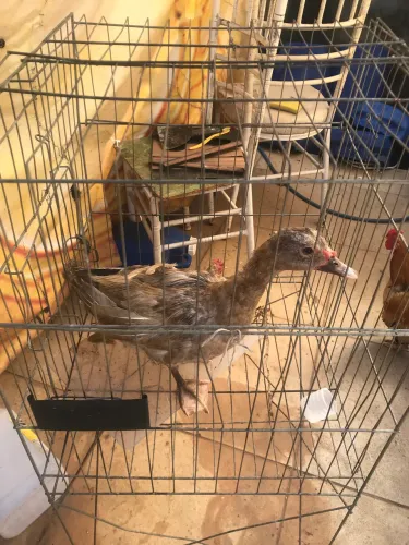 Vende-se um pato macho novo