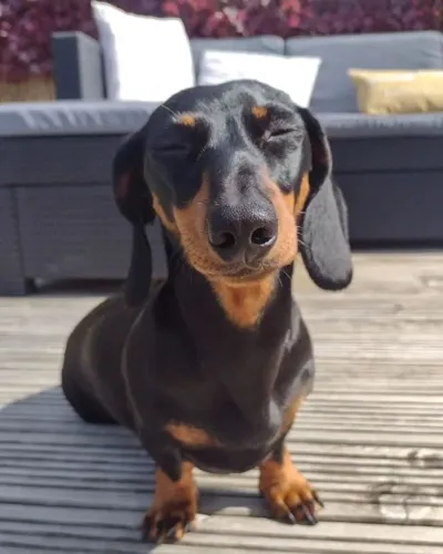 Dachshund tornando seus melhores momentos ainda especiais