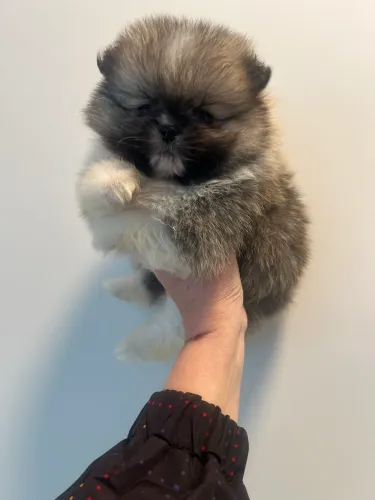 Lulu da pomerania macho