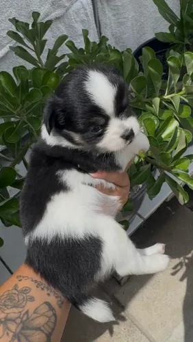 Chihuahua Fêmea Tricolor