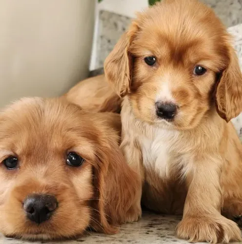 Cocker Spaniel Inglês - Saudáveis e Parrudos Com Pedigree!!