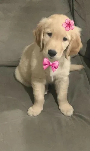 Golden Retriever FEMEA e MACHOS  PEDIGREE 