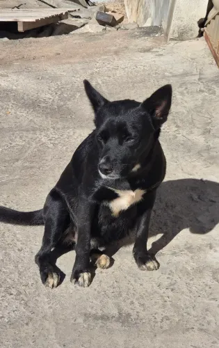 Adota cachorra