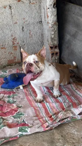 American Bully micro