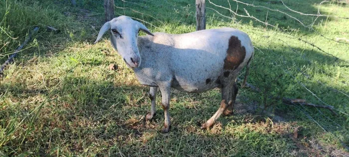 Vendo essa ovelhas da raça santa Inês 