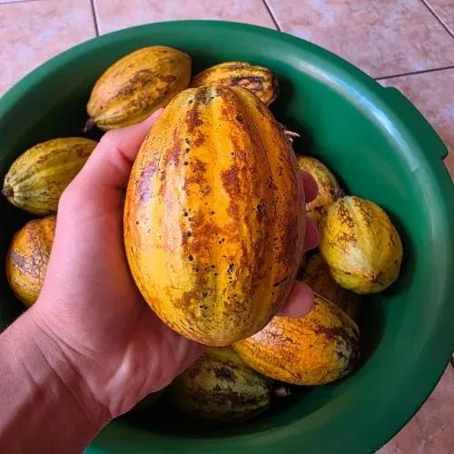 Fruta Cacau Fazer Chocolate Caseiro